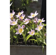 Blühende Tulpen im Blumenkasten