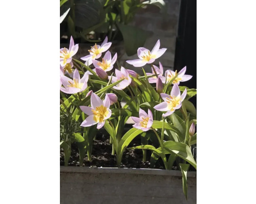 Blühende Tulpen im Blumenkasten