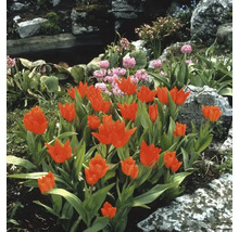 Gartenlandschaft mit Tulpenbeet, Steinen und Teich