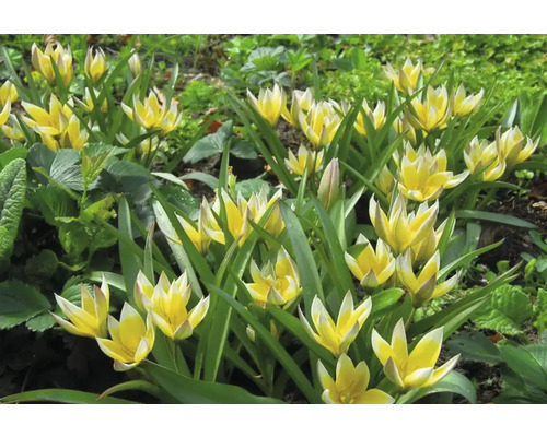 Gelbe und weisse Tarda-Tulpen in einem Gartenbeet