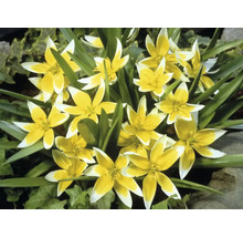 Nahaufnahme einer Gruppe von gelb-weissen Tarda-Tulpen im Garten.
