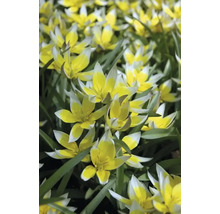 Nahaufnahme von gelb-weissen Wildtulpen im Gartenbeet.