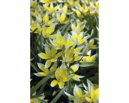 Nahaufnahme von gelb-weissen Wildtulpen im Gartenbeet.