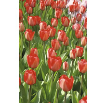Feld mit roten Tulpen