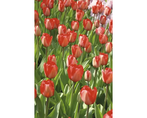 Feld mit roten Tulpen