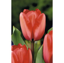 Nahaufnahme einer roten Tulpenblüte