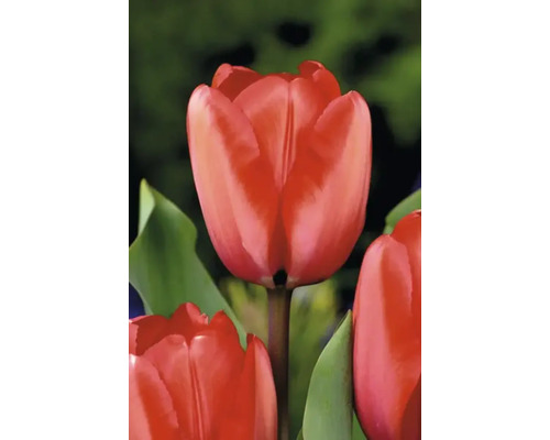 Nahaufnahme einer roten Tulpenblüte