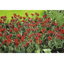Bulbe Tulipe FloraSelf ' Rococo ' 8 pièces