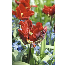 Bulbe Tulipe FloraSelf ' Rococo ' 8 pièces