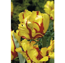 Bulbes de tulipes FloraSelf 'Texas Flame' 8 pièces