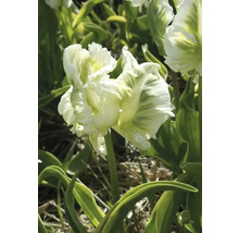 Gefüllte Tulpe mit weiss-grünen Blütenblättern im Garten