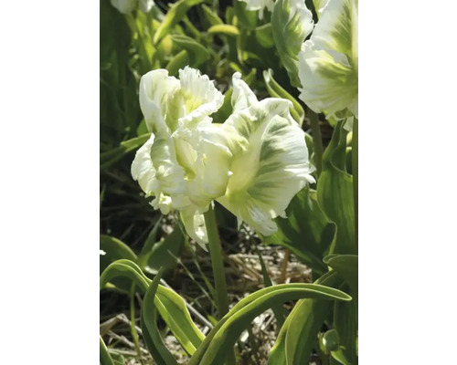 Gefüllte Tulpe mit weiss-grünen Blütenblättern im Garten