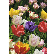 Blumenzwiebel Tulpe FloraSelf 'Papagei Tulpen Mischung' 8 Stück