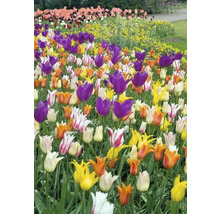 Blumenbeet mit Tulpen in verschiedenen Farben