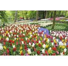 Blick auf ein Feld mit bunten Tulpen in einem Park.