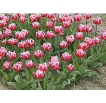 Feld mit roten und weißen Tulpen