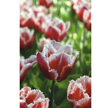 Nahaufnahme von roten und weißen Tulpen mit gefransten Blütenblättern