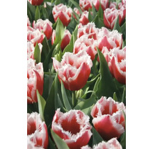 Feld mit rot-weißen Tulpen