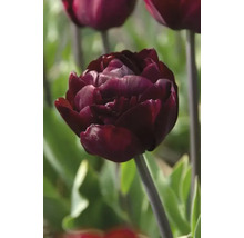 Nahaufnahme einer dunkelroten Tulpe im Garten.