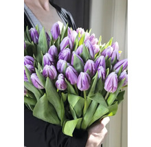 Strauss lila Tulpen mit grünen Blättern