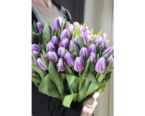 Strauss lila Tulpen mit grünen Blättern