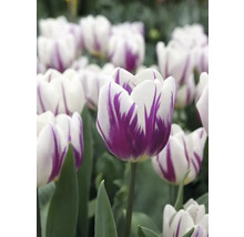 Nahaufnahme von weißen Tulpen mit lila Zeichnung