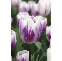 Nahaufnahme einer weiss-lila Tulpe