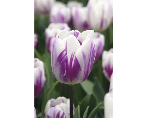 Nahaufnahme einer weiss-lila Tulpe