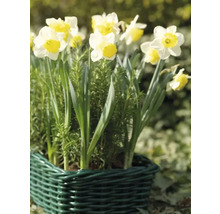 Bulbes de narcisses FloraSelf 'Ice Follies' 5 pièces