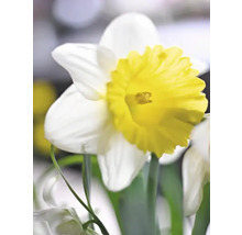 Bulbes de narcisses FloraSelf 'Ice Follies' 5 pièces
