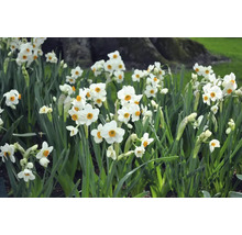 Feld mit blühenden Narzissen im Garten