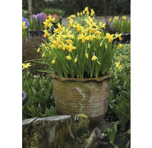 Gelbe Narzissen in Pflanztopf im Garten.