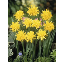 Bulbes de narcisses FloraSelf 'Rip van Winkle' 6 pièces
