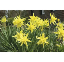 Bulbes de narcisses FloraSelf 'Rip van Winkle' 6 pièces