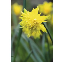Bulbes de narcisses FloraSelf 'Rip van Winkle' 6 pièces