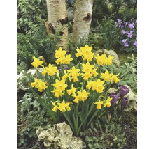 Bulbes de narcisses FloraSelf 'Tête à Tête' 6 pièces