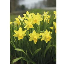 Bulbes de narcisses FloraSelf 'Tête à Tête' 6 pièces