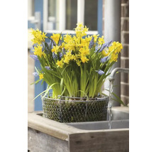 Bulbes de narcisses FloraSelf 'Tête à Tête' 6 pièces