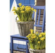 Bulbes de narcisses FloraSelf 'Tête à Tête' 6 pièces