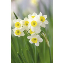 Narzissenblüten im Garten