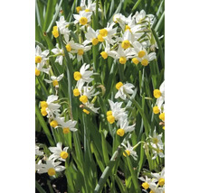 Bulbes de narcisses FloraSelf 'Canaliculatus' 6 pièces