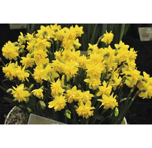 Bulbes de narcisses FloraSelf 'Tête Bouclé' 5 pièces