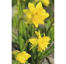Bulbes de narcisses FloraSelf 'Tête Bouclé' 5 pièces