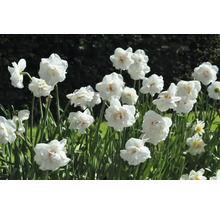 Nahaufnahme von weißen Narzissen im Gartenbeet