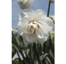 Nahaufnahme einer gefüllten Narzissenblüte