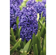 Blumenzwiebel Hyazinthe FloraSelf 'Orientalis Dunkelblau' 5 Stück