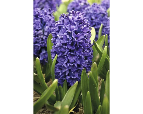 Gros plan d''une jacinthe dans une plate-bande