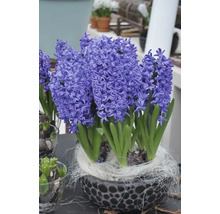 Blumenzwiebel Hyazinthe FloraSelf 'Orientalis Dunkelblau' 5 Stück