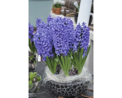 Jacinthes dans un pot décoratif