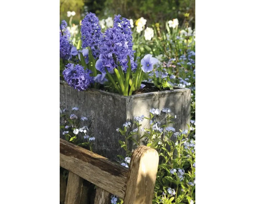 Jacinthes dans un bac à plantes à côté d''un banc en bois dans le jardin.